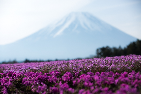 富士山と花